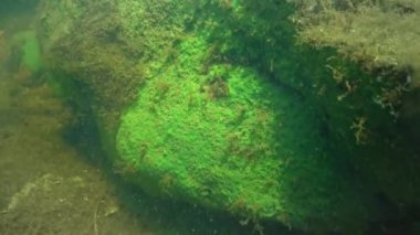 Freshwater sponge (Ephydatia, Demospongiae, Spongilidae) on rocks in a flowing pond