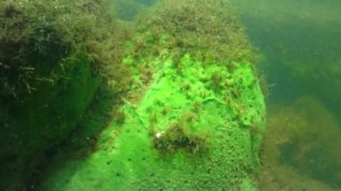 Freshwater sponge (Ephydatia, Demospongiae, Spongilidae) on rocks in a flowing pond