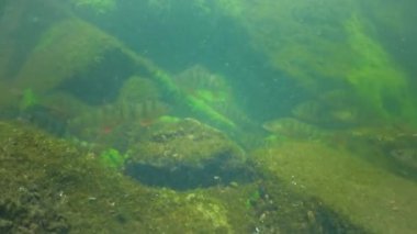 Commonly known as the European perch (Perca fluviatilis), redfin perch, big-scaled redfin or Eurasian perch in a clear lake