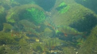 Commonly known as the European perch (Perca fluviatilis), redfin perch, big-scaled redfin or Eurasian perch in a clear lake