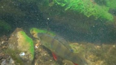 Commonly known as the European perch (Perca fluviatilis), redfin perch, big-scaled redfin or Eurasian perch in a clear lake