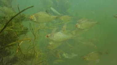 Amur balık (Rhodeus sericeus) belgili tanımlık mızmızlanmak aile küçük bir balıktır