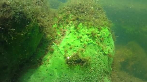 Freshwater Sponge Ephydatia Demospongiae Spongilidae Rocks Flowing Pond — Vídeo de stock