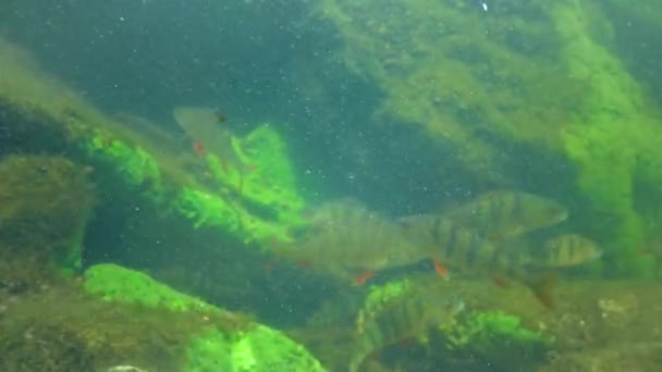 Commonly Known European Perch Perca Fluviatilis Redfin Perch Big Scaled — Vídeos de Stock