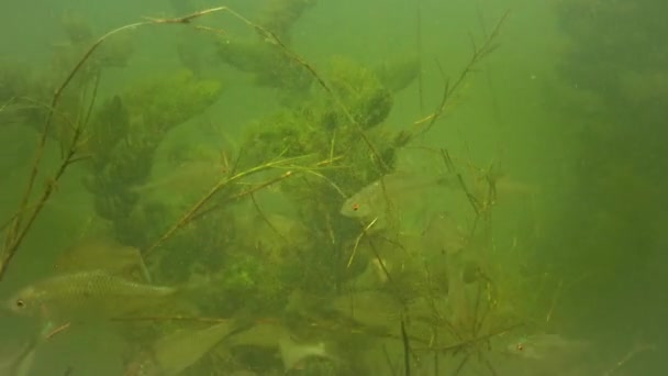 Amur Rhodeus Sericeus Pequeño Pez Familia Las Carpas — Vídeos de Stock