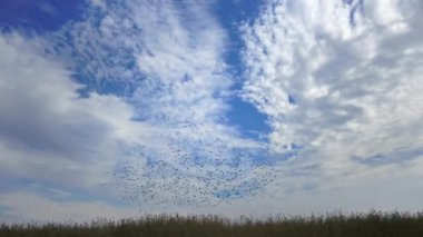 A flock of starlings (Sturnus vulgaris) flies quickly against the background of white clouds 