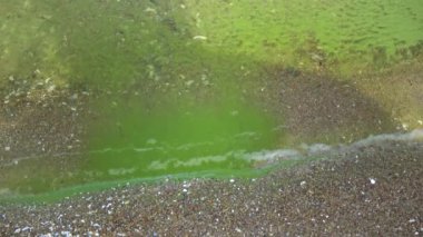 Mass development of the blue-green alga (Microcystis aeruginosa) in the polluted eutrophic lake Yalpug, Ukraine