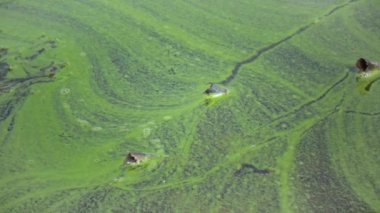 Mass development of the blue-green alga (Microcystis aeruginosa) in the polluted eutrophic lake Yalpug, Ukraine