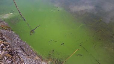 Mass development of the blue-green alga (Microcystis aeruginosa) in the polluted eutrophic lake Yalpug, Ukraine