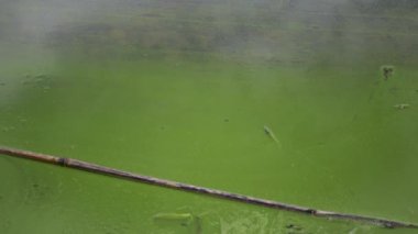 Mass development of the blue-green alga (Microcystis aeruginosa) in the polluted eutrophic lake Yalpug, Ukraine