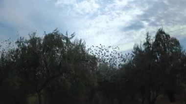 A flock of starlings (Sturnus vulgaris) flies quickly against the background of white clouds 