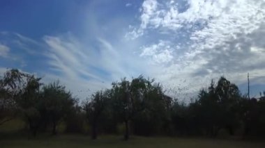 A flock of starlings (Sturnus vulgaris) flies quickly against the background of white clouds 