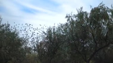 A flock of starlings (Sturnus vulgaris) flies quickly against the background of white clouds 