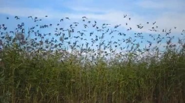 A flock of starlings (Sturnus vulgaris) flies quickly against the background of white clouds 