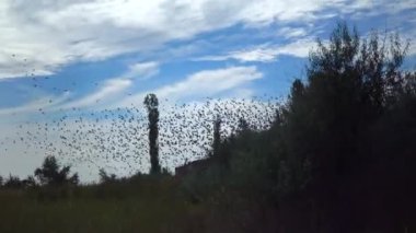 A flock of starlings (Sturnus vulgaris) flies quickly against the background of white clouds 
