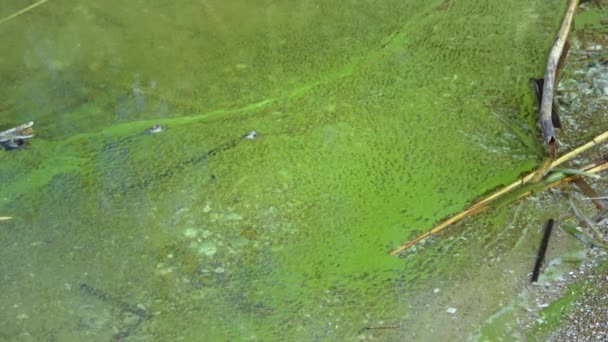 Mass Development Blue Green Alga Microcystis Aeruginosa Polluted Eutrophic Lake — Video