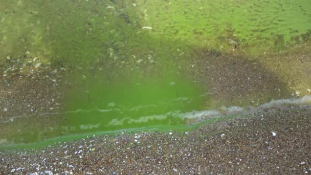 Mass Development Blue Green Alga Microcystis Aeruginosa Polluted Eutrophic Lake — 图库视频影像