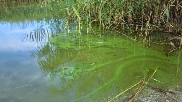 Mass Development Blue Green Alga Microcystis Aeruginosa Polluted Eutrophic Lake — Wideo stockowe