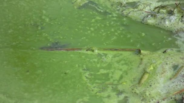 Mass Development Blue Green Alga Microcystis Aeruginosa Polluted Eutrophic Lake — Wideo stockowe