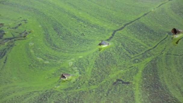 Mass Development Blue Green Alga Microcystis Aeruginosa Polluted Eutrophic Lake — Stockvideo