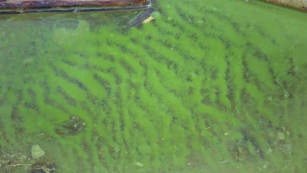 Mass Development Blue Green Alga Microcystis Aeruginosa Polluted Eutrophic Lake — Stockvideo