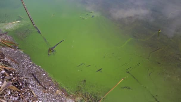Mass Development Blue Green Alga Microcystis Aeruginosa Polluted Eutrophic Lake — Stockvideo