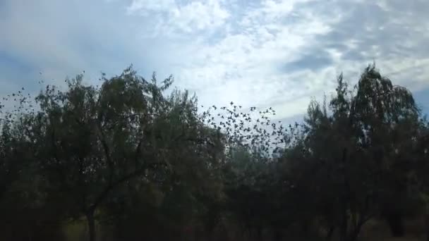 Flock Starlings Sturnus Vulgaris Flies Quickly Background White Clouds — Vídeo de stock
