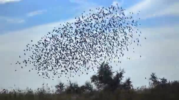 Flock Starlings Sturnus Vulgaris Flies Quickly Background White Clouds — Vídeo de stock