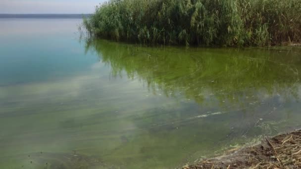 Mass Development Blue Green Alga Microcystis Aeruginosa Polluted Eutrophic Lake — Vídeo de Stock