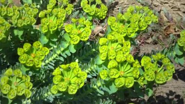 Yellow-green flowers of ornamental garden euphorbia