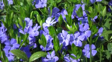 Many blue flowers of the garden Vinca creeping along the ground