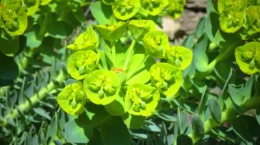 Yellow-green flowers of ornamental garden euphorbia