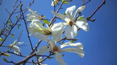 Branch of blooming magnolia against the blue sky in the garden