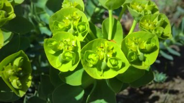 Small ants collect nectar on flowers of ornamental garden milkweed