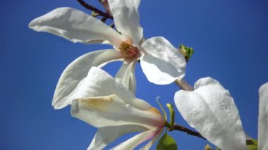 Branch of blooming magnolia against the blue sky in the garden