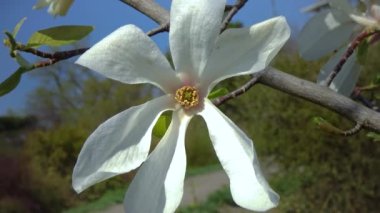 Branch of blooming magnolia against the blue sky in the garden
