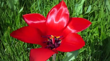 Large opened red tulip flower in the garden