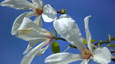 Branch of blooming magnolia against the blue sky in the garden