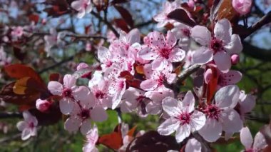 Cherry branch with pink flowers against the blue sky in the garden