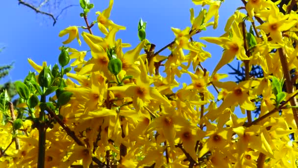 Sprig Blooming Forsythia Blue Sky Garden — 图库视频影像