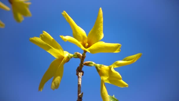 Sprig Blooming Forsythia Blue Sky Garden — Stock Video