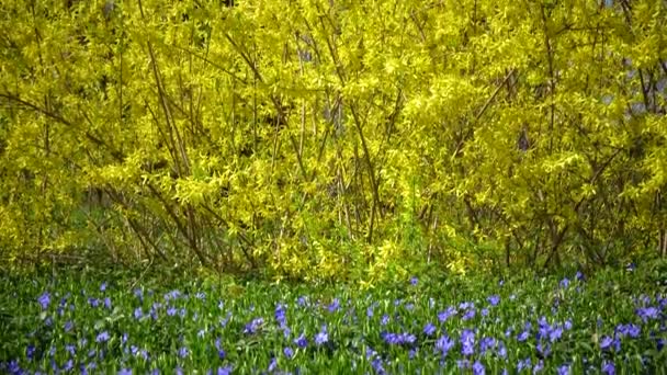 Large Bush Flowering Forsythia Garden — Stock video