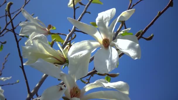 Branch Blooming Magnolia Blue Sky Garden — Vídeo de Stock