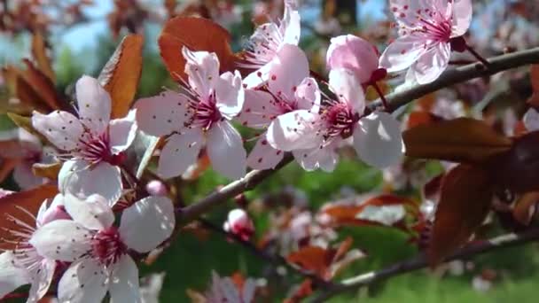 Cherry Branch Pink Flowers Blue Sky Garden — ストック動画