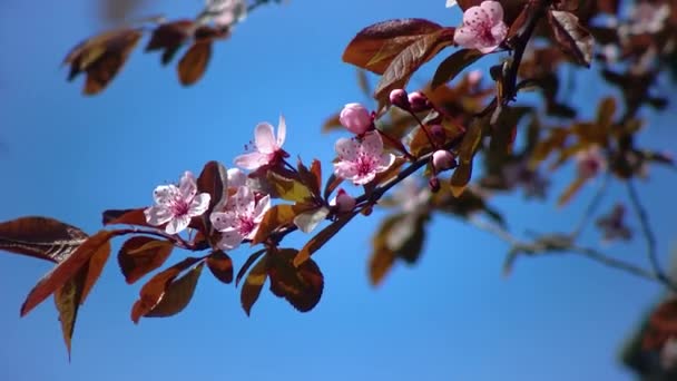 Cherry Branch Pink Flowers Blue Sky Garden — 비디오