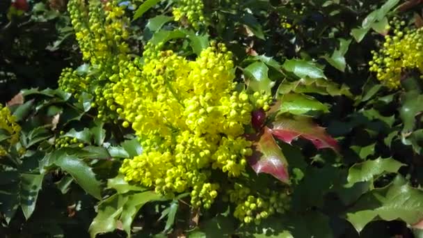 Mahonia Aquifolium Oregon Grape Oregon Grape Species Flowering Plant — Video Stock