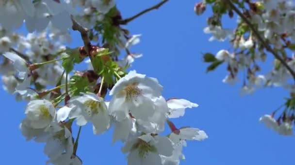 Cherry Branch White Flowers Blue Sky Garden — ストック動画