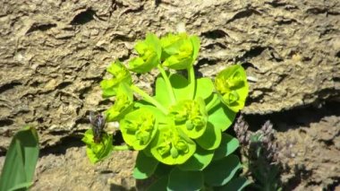Yellow-green flowers of ornamental garden euphorbia