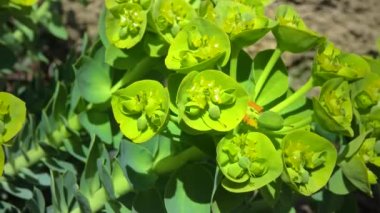 Yellow-green flowers of ornamental garden euphorbia