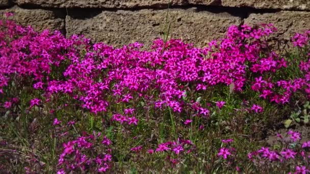 Много Ярких Малиновых Цветов Клумбе Парке Украина — стоковое видео